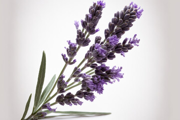 Purple Lavender Flowers, Isolated, White Background, Close-up, Macro, Generative AI