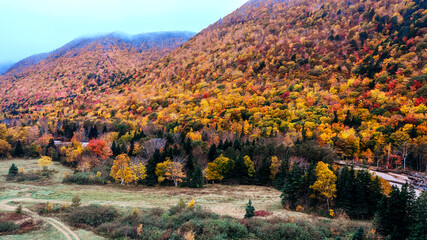 Autumn Colors in Forest, Drone view of Cape Breton Island, Forest Drone view, Colorful Trees in...