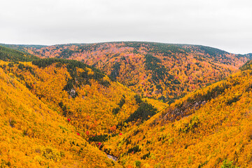 Autumn Colors in Forest, Drone view of Cape Breton Island, Forest Drone view, Colorful Trees in Jungle, Forest Drone View, Island Drone view, Autumn Colors in Jungle, Mountain Landscape Fall Colors