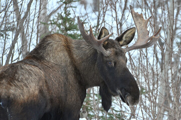 A young bull moose (Alces alces gigas) struggles through deep snow in Alaska.