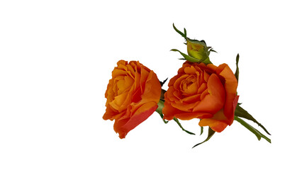 Orange rose on a white background.