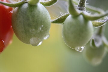 tomatoes on a vine