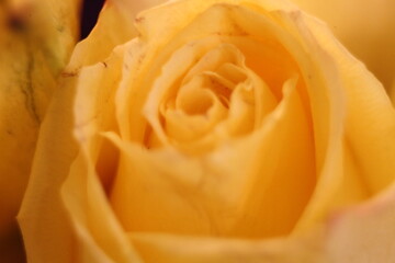 yellow rose close up
