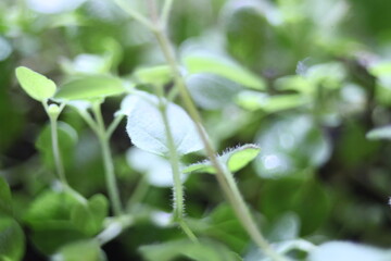 spring in the garden