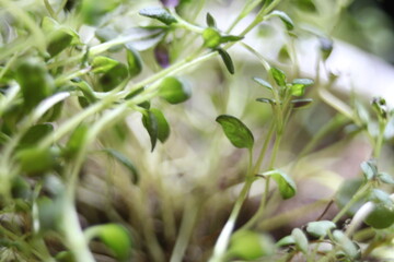 Fototapeta na wymiar growth of a green macro leaves 