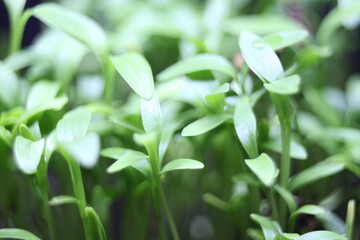 close up on macro green leaves 