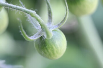 close up on the green tomato 