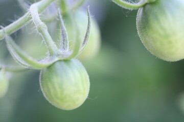 close up green small tomato