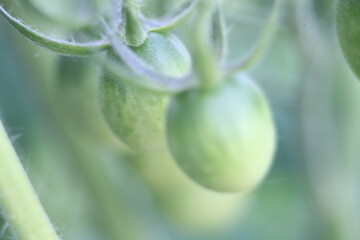 close up of a tomato
