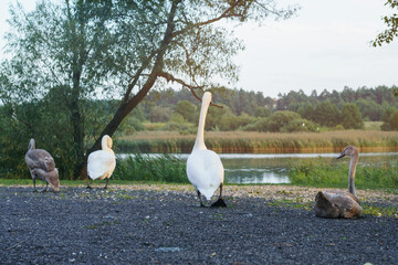 White graceful swan stand on ground near lake. Group of white and gray swans on swimming. Beautiful waterfowl bird.