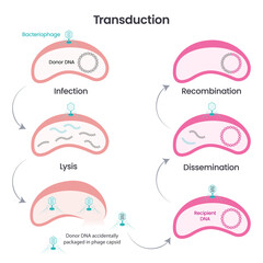 Horizontal gene transfer via transduction vector illustration scientific infographic - obrazy, fototapety, plakaty