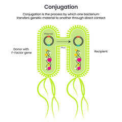 Horizontal Gene Transfer Conjugation scientific vector illustration infographic - obrazy, fototapety, plakaty