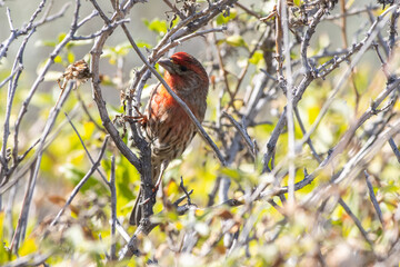 House Finch Foraging in Shrub