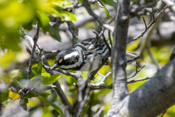 Black-throated Gray Warbler Perched in Tree