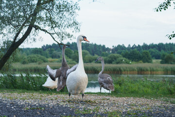 White graceful swan stand on ground near lake. Group of white and gray swans on swimming. Beautiful waterfowl bird.