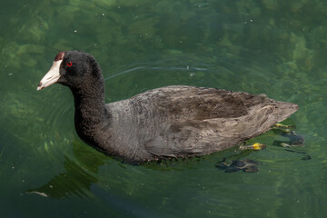 American Coot Swimming in Pond