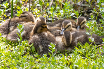 Mallard Ducklings Huddled Together