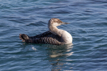 Common Loon Swimming in Bay