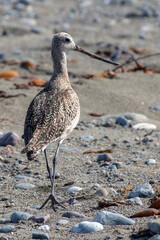 Marbled Godwit Walking Along Shore