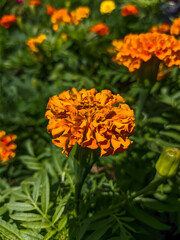 orange dahlia flower