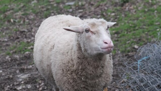 4k v&iacute;deo. Slow motion Oveja lanuda blanca solitaria con las orejas hacia atr&aacute;s en una granja