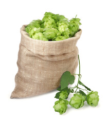 Sack with fresh green hops on white background
