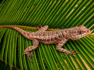 lizard on a branch