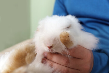Man with fluffy white rabbit, closeup. Cute pet