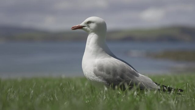 Red billed gull standing in green coastal grass field in New Zealand