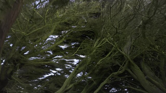 Magical wind shaped Macrocarpa trees in southland New Zealand, forest