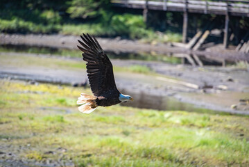 Bald Eagle Soaring in Ketchikan, Alaska