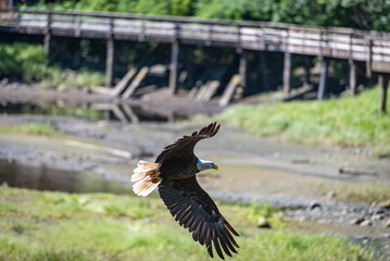 Bald Eagle Soaring in Ketchikan, Alaska