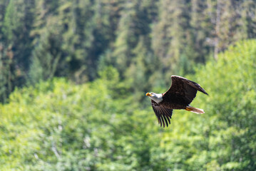 Majestic Bald Eagle Soaring in Ketchikan, Alaska