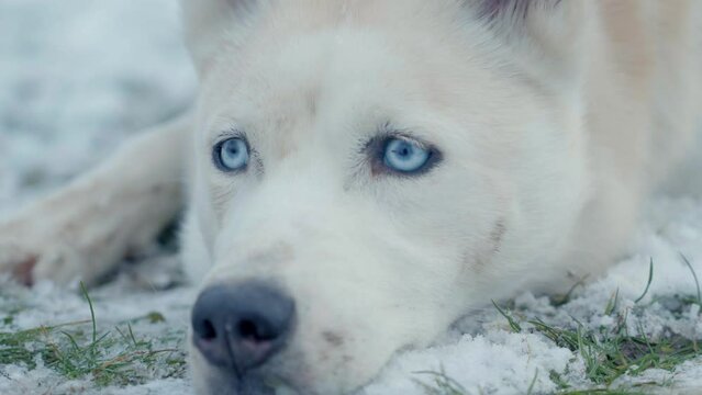 A dog sleeping in the white snow of Husky snow - Siberia