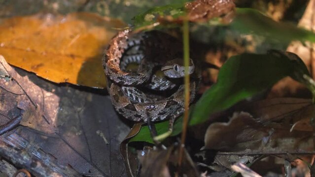 A young Fer-De-Lance Terciopelo (Bothrops Asper) curls up on forest floor of Costa Rica.