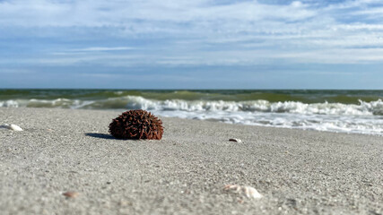 sea urchin on the beach