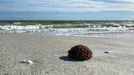 sea urchin on the beach