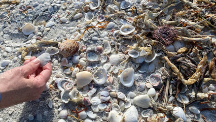 Seashells on the beach