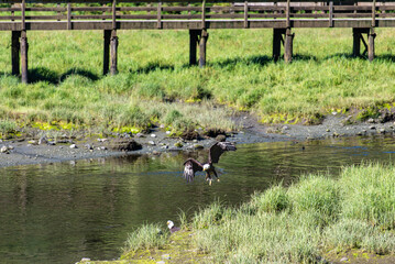 Bald Eagles Searching Salmon in Ketchikan, Alaska