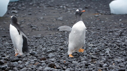 Obraz premium Gentoo penguins (Pygoscelis papua) on the beach at Brown Bluff, Antarctica