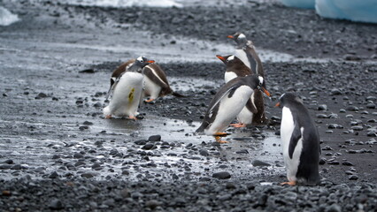 Flock of gentoo penguins (Pygoscelis papua) walking on the beach at Brown Bluff, Antarctica