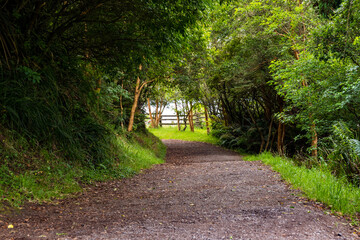 sendero bosque