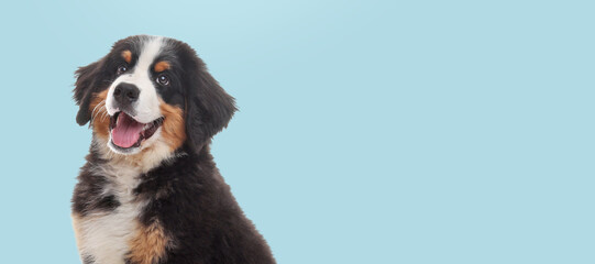 Happy pet. Cute Bernese Mountain Dog puppy smiling on pale light blue background, space for text. Banner design - obrazy, fototapety, plakaty