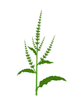 Vector illustration, Rumex crispus, also called curly dock or yellow dock, isolated on white background.
