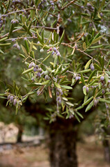 A gnarled olive tree stands in a grove of trees in Kardamyli, Greece