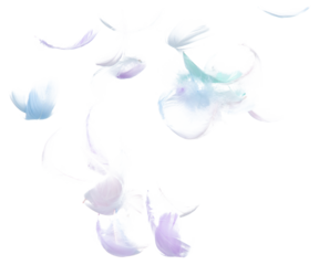 Many Pastel Feather fly fall in Air over white background isolated. Puffy Fluffy soft feathers as purity smooth like dream floating dove in sky. Angle flying from heaven, photo motion