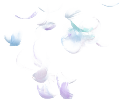Many Pastel Feather fly fall in Air over white background isolated. Puffy Fluffy soft feathers as purity smooth like dream floating dove in sky. Angle flying from heaven, photo motion