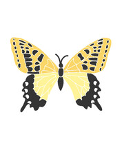 butterfly on a white background
