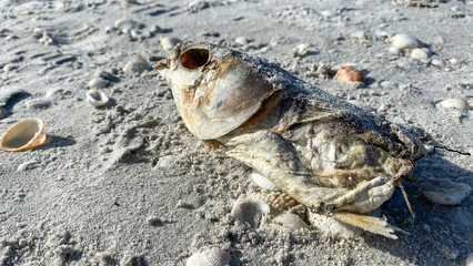 dead fish on beach