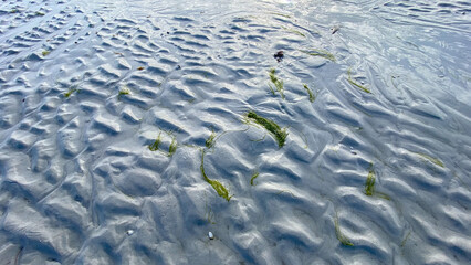 shells on the Florida beach